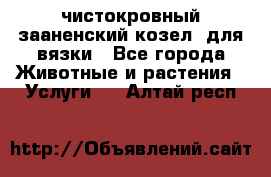 чистокровный зааненский козел  для вязки - Все города Животные и растения » Услуги   . Алтай респ.